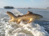 Tarni - Inflatable Sand Shark by Kittell Fox