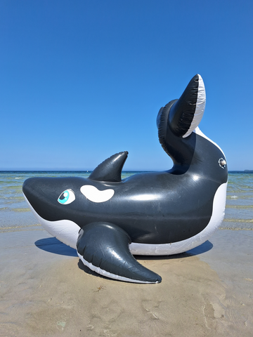 Inflatable Orca Whale by Dirty Bird Horseplay Toys Inflatable Orca Whale by Dirty Bird Horseplay Toys